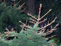 Spruce Trees Losing Needles Sawfly Emergency Lawnsavers