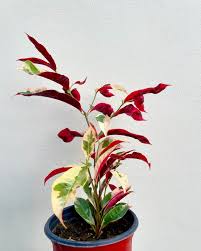 Image result for Excoecaria