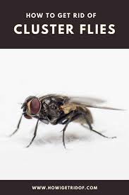 Check spelling or type a new query. How To Get Rid Of Cluster Flies How I Get Rid Of