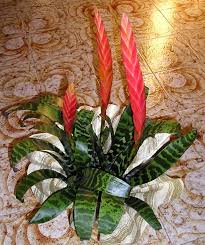 As a responsible pet owner, you should be aware of the plants that are poisonous to your pets. How To Care For A Vriesea Plant Flaming Sword Smart Garden Guide