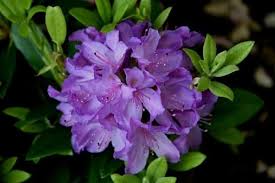 I don't think they were aphids. 10 Beautiful Purple Flowering Shrubs Urban Garden Gal