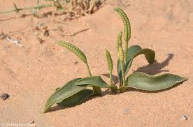 Image result for Ophioglossum polyphyllum