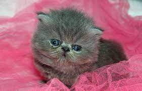 imena dlya seryh kotyat malchikov i devochek po alfavitu