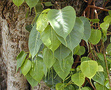 Image result for Ficus muelleriana