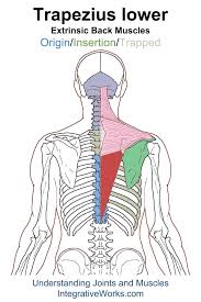 Pin On Back Extrinsic Origin Insertion