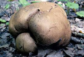 Image result for Scleroderma cepa