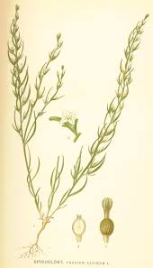 Image result for Thesium ussanguense