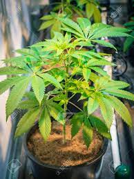 Damit ihnen die entscheidung etwas leichter fällt, haben unsere produkttester auch wintergarten das beste aller produkte ernannt. Helle Grune Marihuana Pflanze Wachsende Indoor Lizenzfreie Fotos Bilder Und Stock Fotografie Image 84345225