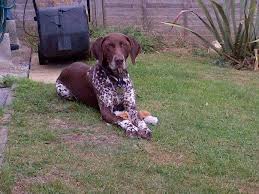 Finding a german shorthaired pointer. Pointers For Adoption In Ireland Home Facebook