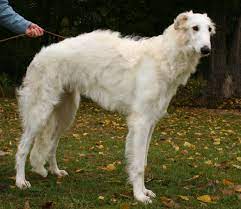 We have now confirmed that petra is having puppies she is due at the end of april. Borzoi Wikipedia