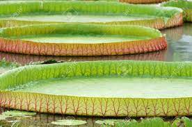 the big lotus leaf on water lotus leaves leaves lotus