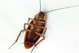Jun 28, 2021 · set up sticky traps: How To Get Rid Of Roaches In Your Garage