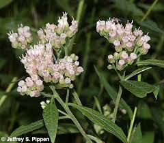 Image result for Pluchea