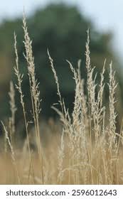 Image result for Sporobolus pyramidalis