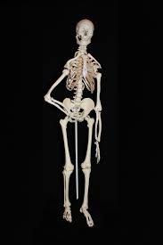 Long bones, short bones, and flat gross anatomy of axial skeleton. Free Images Arm Bone Human Body Human Anatomy Illustration Skeleton Medical Skull And Crossbones Costume Design 6912x10368 1382529 Free Stock Photos Pxhere