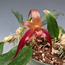 Image result for Bulbophyllum X chikukwa