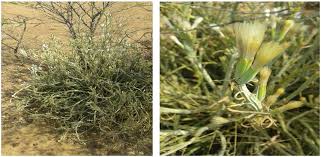 Image result for Dicoma galpinii