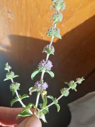 Image result for Justicia anagalloides