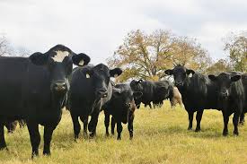 Bovine tuberculosis (tb) is an infectious disease of cattle. Usda Updates Brucellosis Bovine Tb Import Regulations Texas Farm Bureau
