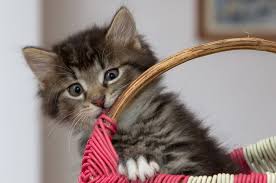 Pembawaannya yang agak berhati hati membuat adaptasi dengan orang luar menjadi lebih lama namun setelah beberapa waktu kemudian kucing ini akan menjadi sangat akrab dan lucu. Nonton Video Kucing Membuat Kita Lebih Bahagia Bobo