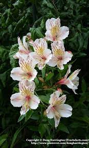Alstroemeria Casa Blanca In My Garden Hardy To Zone 7 Tall About 3 4 Feet Flower Garden Pictures Unique Flowers Beautiful Flowers