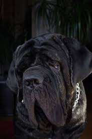 El mastín napolitano es uno de los molosos descendientes del dogo del tíbet (mastín tibetano) que eran criados por los fenicios. 28 Mastino Napolitano Ideen Hunde Molosser Tibet Dogge