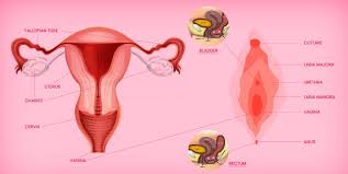 This article looks at female body parts and their functions, and it provides an interactive diagram. Female Anatomy 101 What S Down There Vulva Or Vagina Sochgreen