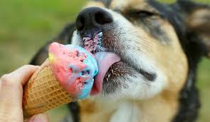 Can Dogs Eat Ice Cream Treat Or Terror Herepup Dog Ice Cream Frozen Dog Treats Frozen Dog