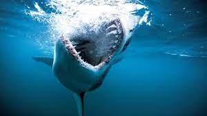 Check spelling or type a new query. Shark Week 2021 Celebrates 33rd Year With 45 Hours Of Programming Deadline