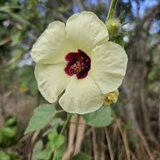 Image result for Hibiscus diversifolius