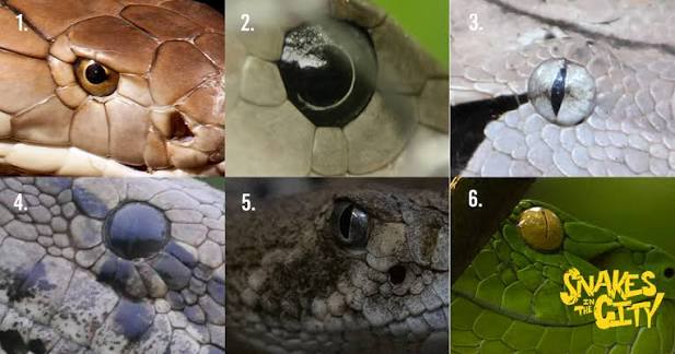 How well do you know your snake eyes? Can you identify the species? Answers  below . . . . . . . 1: King cobra 2: Black mamba 3: Gaboon viper 4:  Southern African python 5: Western diamondback rattlesn
