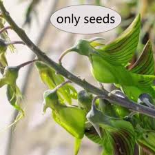 Image result for Crotalaria chirindae