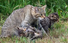 Cat grass kitten animal nature pet domestic cat feline cute mackerel. Wallpaper Cat Grass Kittens Kids Wild Cats Mom Wild Wildcat Wild Cat Images For Desktop Section Koshki Download