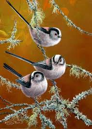Black And White Bird With Long Tail Uk Pin On Aves Bellas