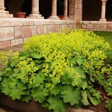 Image result for Alchemilla johnstonii