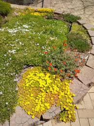 Maybe you would like to learn more about one of these? Ice Plants