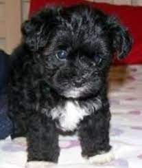 9 Best Snoodle Puppies Ideas Puppies Cute Dogs Cute Puppies