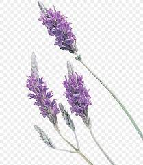 Check spelling or type a new query. Purple Watercolor Flower Png 2601x3000px Watercolor Bar Soap Clearly Natural Glycerine Bar Soap English Lavender Essential