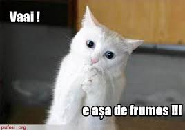 Pisica e flamândă de peste.dar nu il va manca altf. Poze Amuzante Pisica A Vazut Ceva Foarte Frumos Poze Pisici Haioase Deutza38