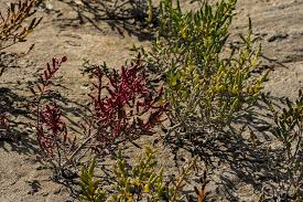Image result for Salicornia pachystachya