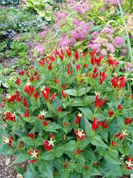 Image result for Spigelia