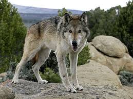 They roam as much as 12 miles per day, looking for food. The Wolf That Changed America About Nature Pbs