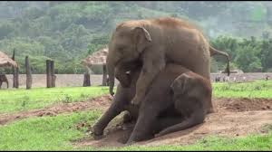 Also, follow us on social sites: Cute And Funny Baby Elephants Youtube