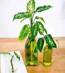 Maybe you would like to learn more about one of these? How To Multiply Dieffenbachia From Cuttings Easily In 2021 Propagating Plants Dumb Cane Plant Dumb Cane