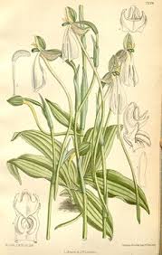 Image result for Habenaria tentaculigera