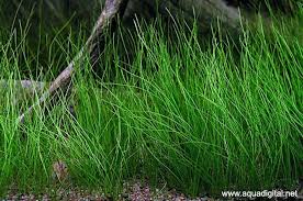Image result for Eleocharis limosa