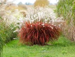 Image result for Komule empire blue