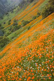 Poppies And Popcorn Flowers In The Merced River Canyon California Landscape Photography Beautiful Nature Landscape
