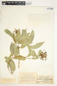 Image result for Hippocratea africana