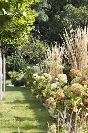 Dieartigeblog Herbst Ballhortensien Gartensandrohr Graser Im Garten Garten Und Gras